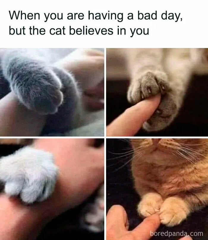 50 Adorable Memes That Prove Just How Special Cats Are
