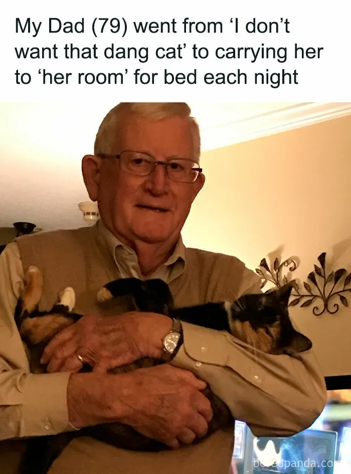 50 Adorable Memes That Prove Just How Special Cats Are