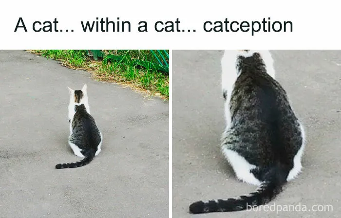 50 Adorable Memes That Prove Just How Special Cats Are