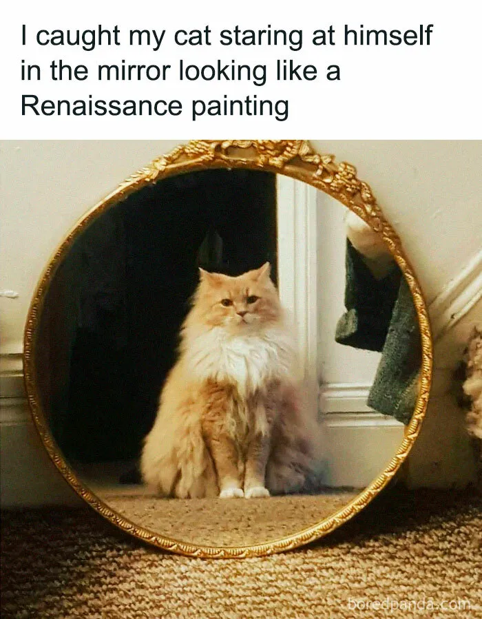 50 Adorable Memes That Prove Just How Special Cats Are