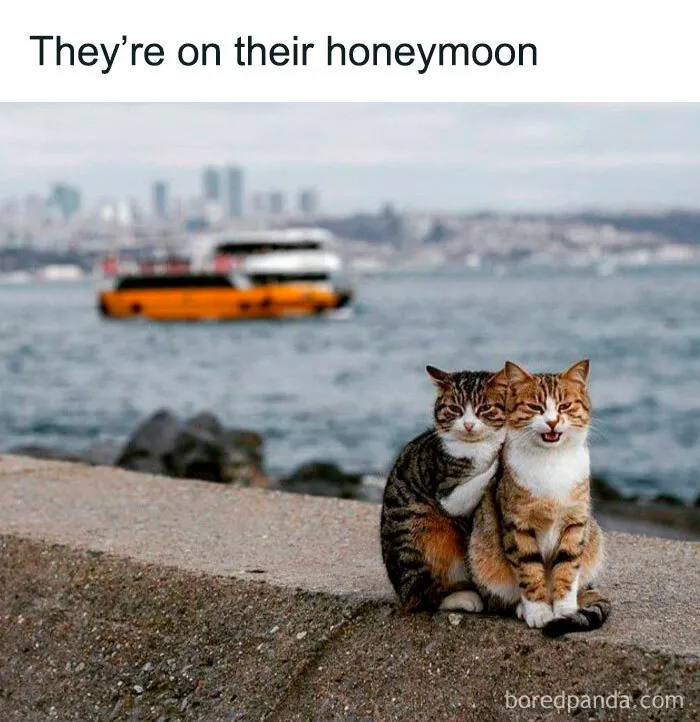 50 Adorable Memes That Prove Just How Special Cats Are