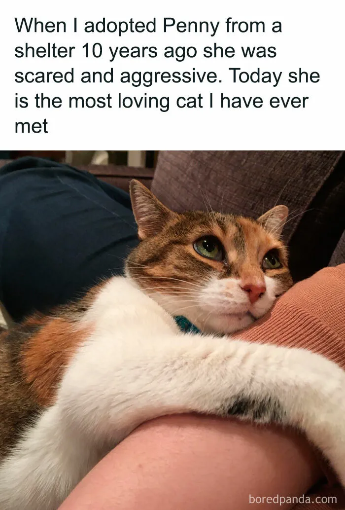 50 Adorable Memes That Prove Just How Special Cats Are