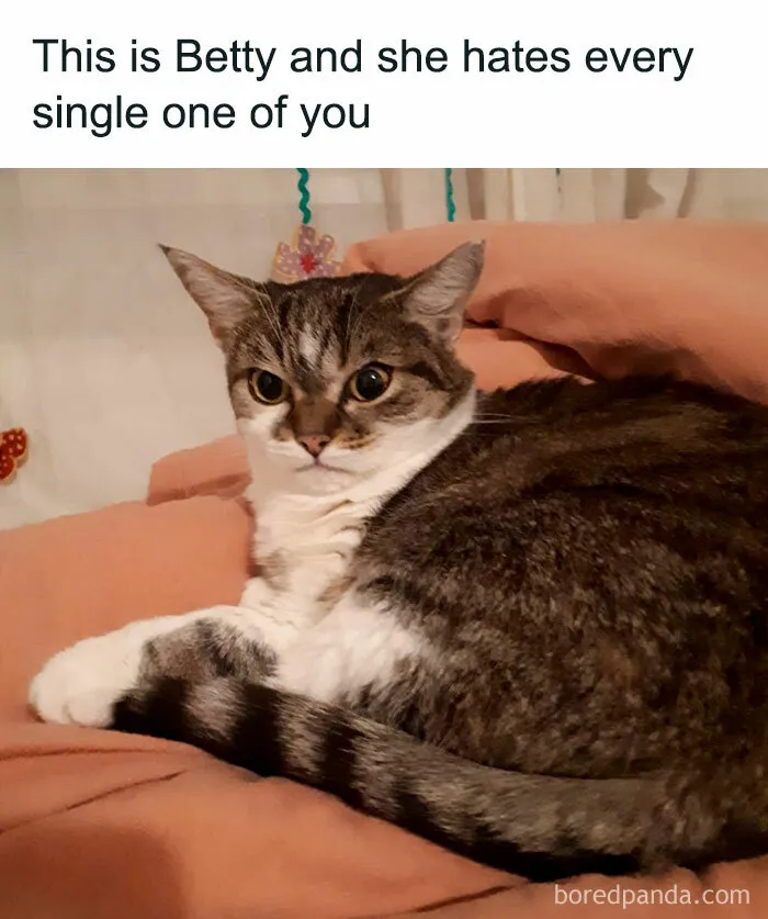 50 Adorable Memes That Prove Just How Special Cats Are