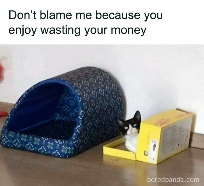 50 Adorable Memes That Prove Just How Special Cats Are