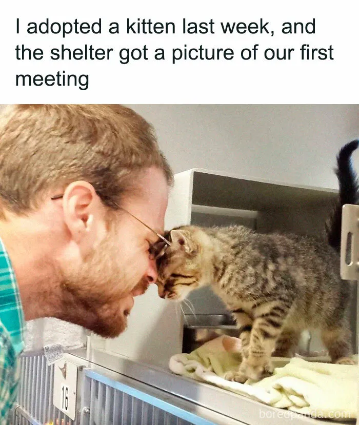 50 Adorable Memes That Prove Just How Special Cats Are