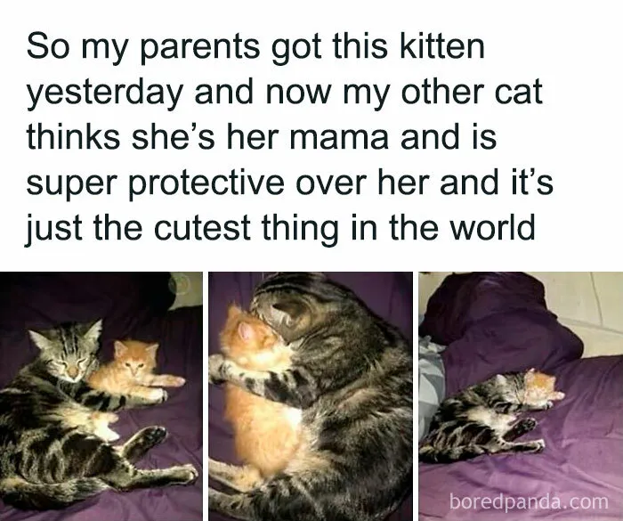 50 Adorable Memes That Prove Just How Special Cats Are