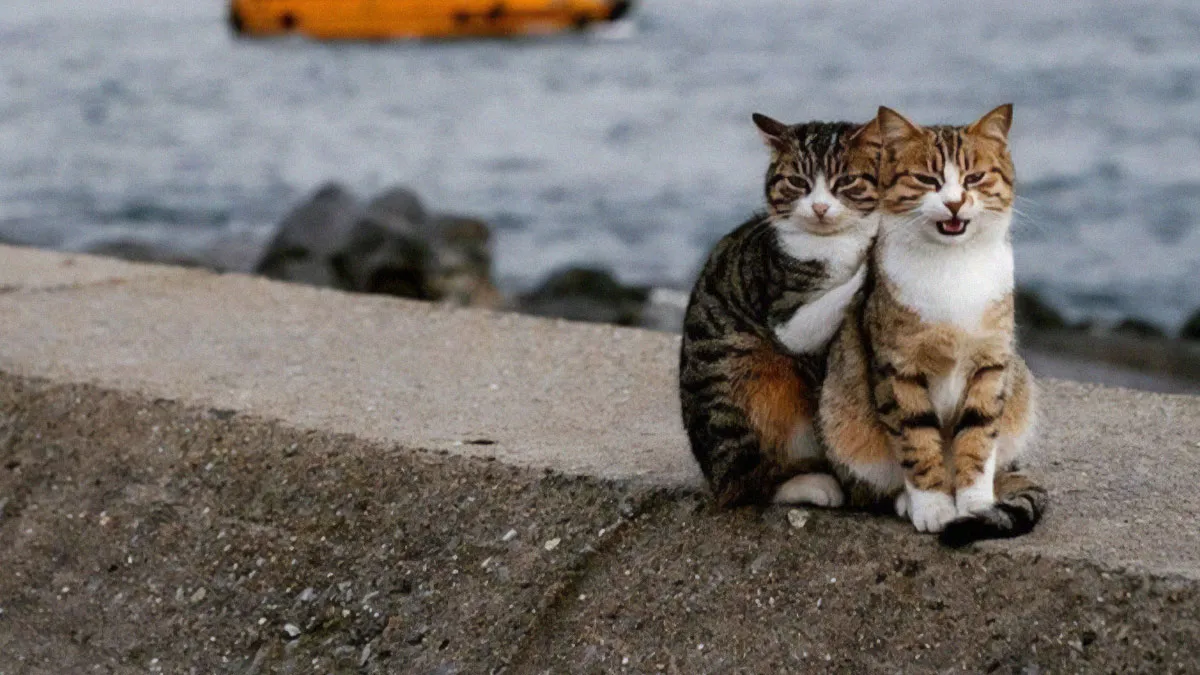 50 Adorable Memes That Prove Just How Special Cats Are