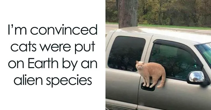 50 Adorable Memes That Prove Just How Special Cats Are