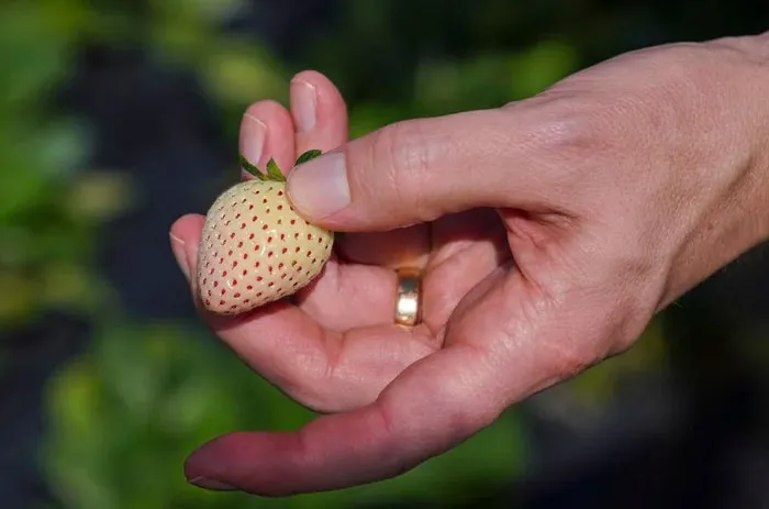 A person holding a white strawberry in a garden, showcasing an unusual fruit.