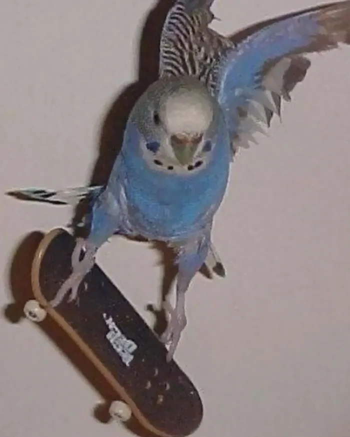 Periquito azul realizando un truco en un monopatín, imagen absurda y rara.