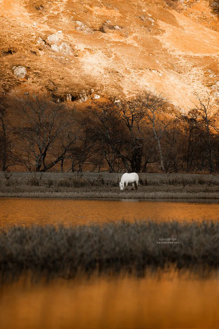 "Spirits Of The Highlands": My 22 Photos Of Ponies That I Took In Scotland