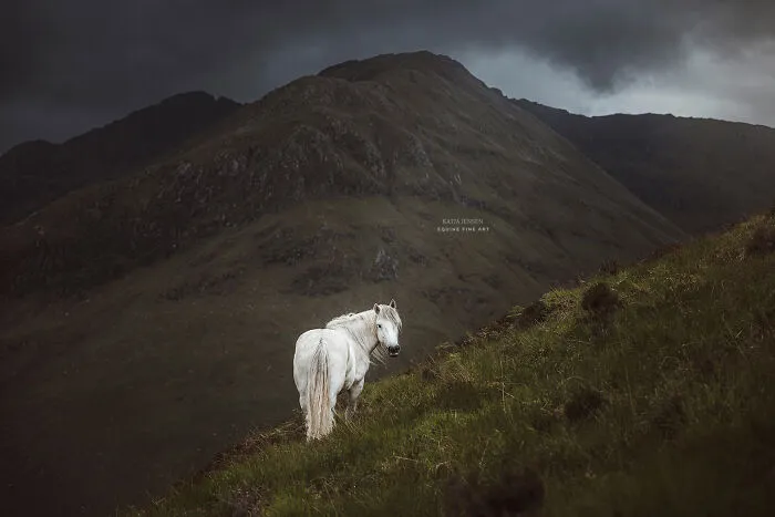 "Spirits Of The Highlands": My 22 Photos Of Ponies That I Took In Scotland