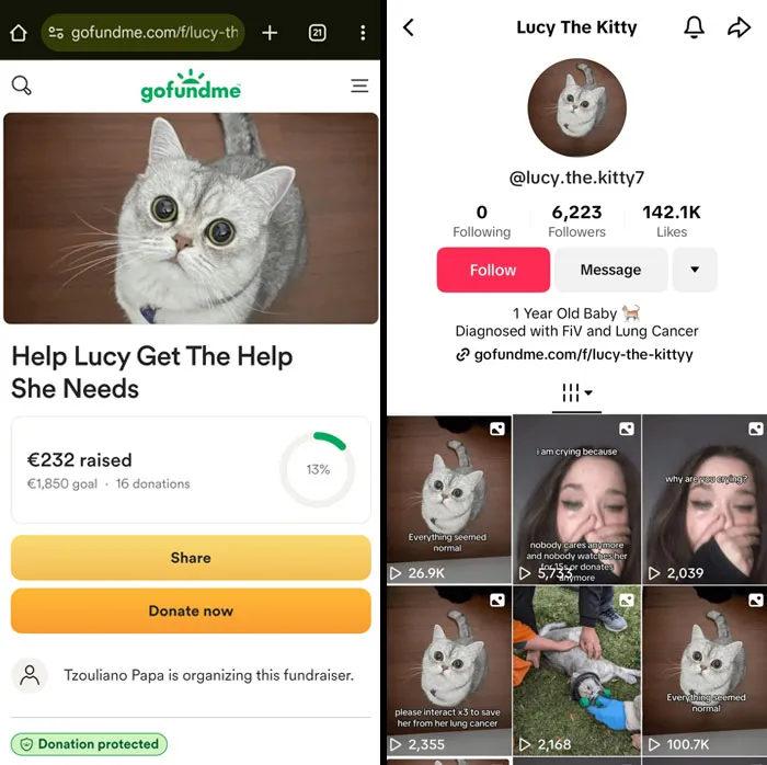 Someone Is Using My Girlfriend's Recently Deceased Cat's Pictures To Scam People On Gofundme