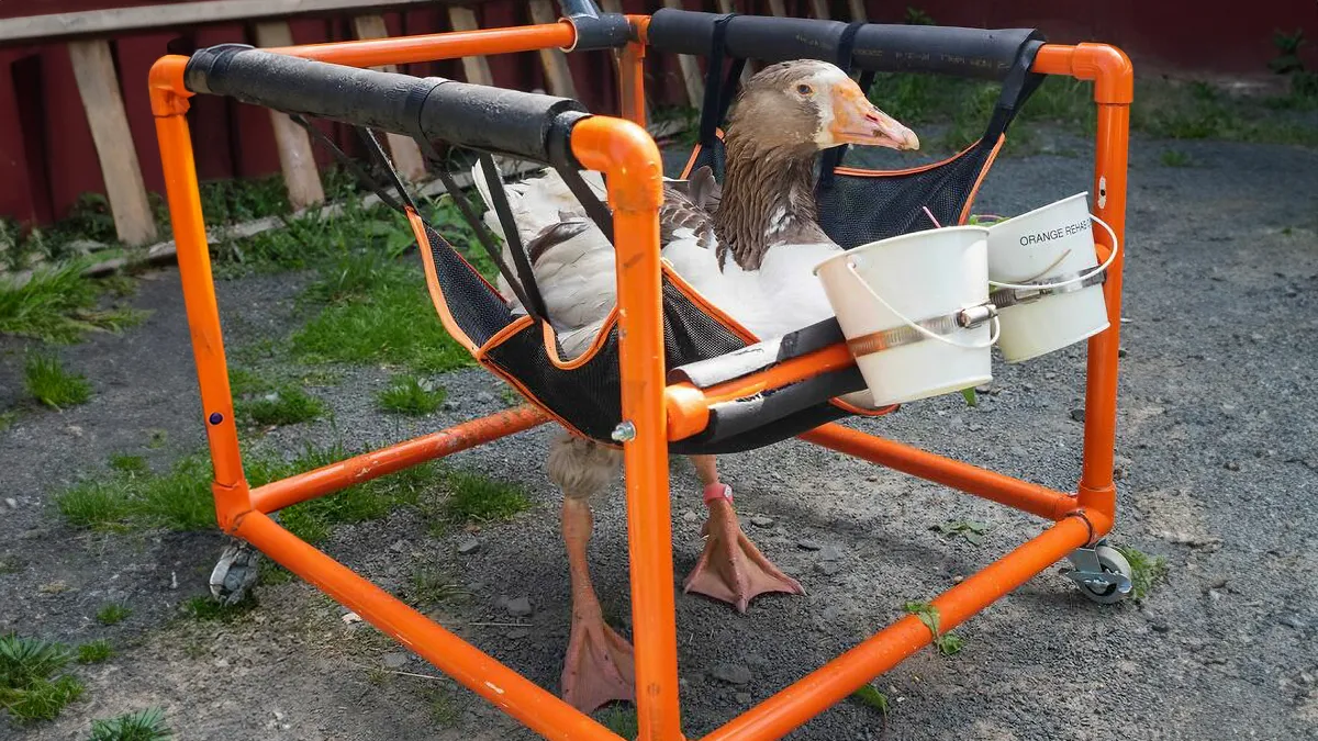 Meet Zeus: The Goose Whose Unstoppable Will Defied All Odds