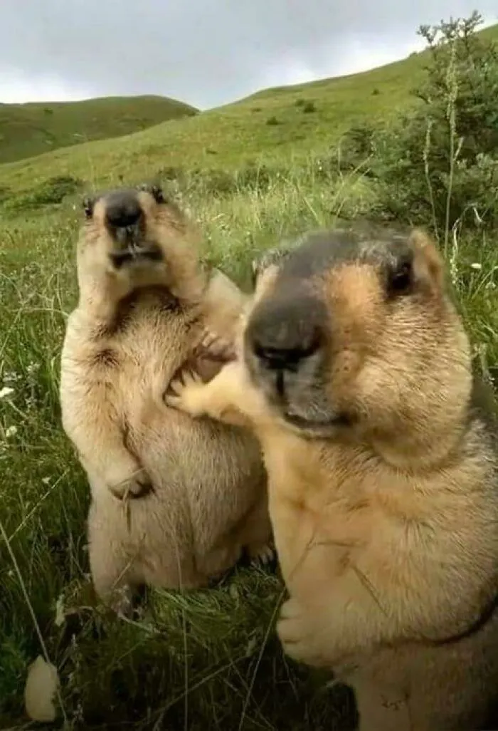 50 Times Animals Acted So Weird They Ended Up On The “Not My Animal” Page (New Pics)