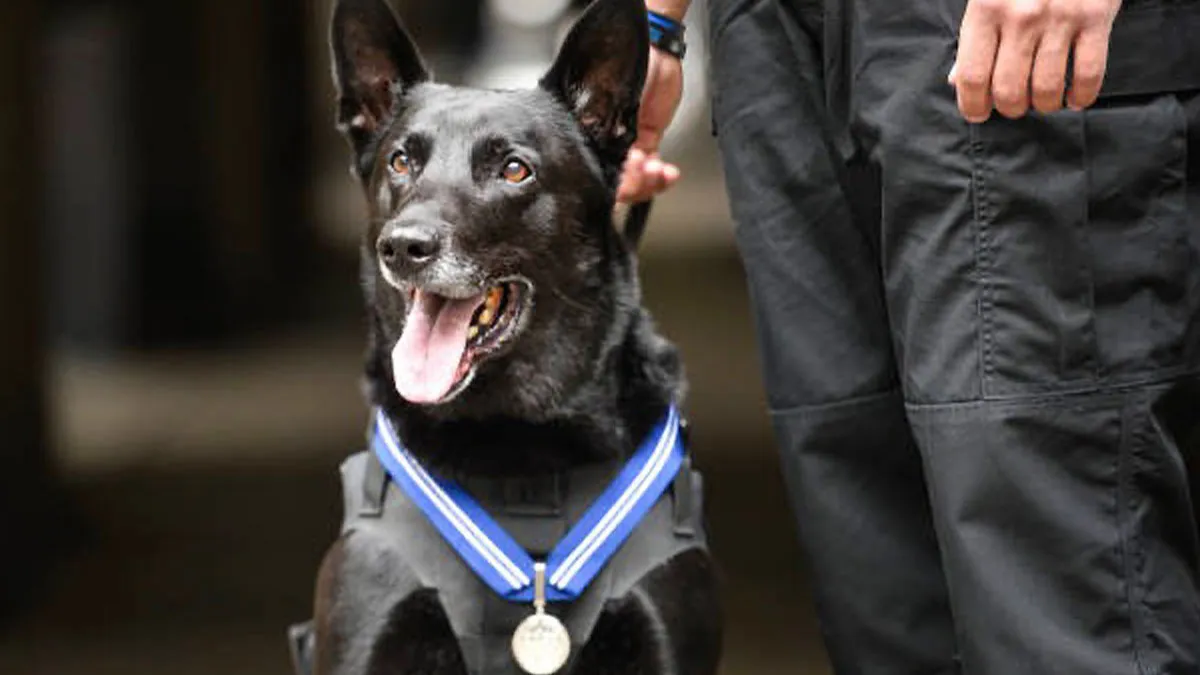 K9 Hurricane, Secret Service K9 Legend, Has Crossed The Rainbow Bridge At 15