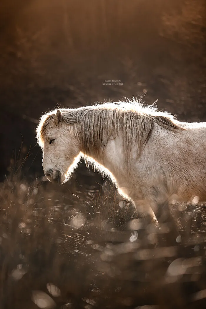 "Spirits Of The Highlands": My 22 Photos Of Ponies That I Took In Scotland