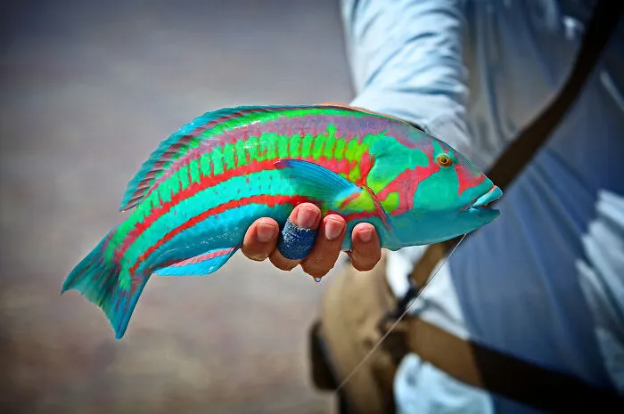 Pez arco iris capturado frente a la isla de Navidad