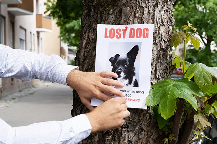 Person posting a lost dog flyer on a tree, featuring a black and white dog with the text "LOST DOG" in red.