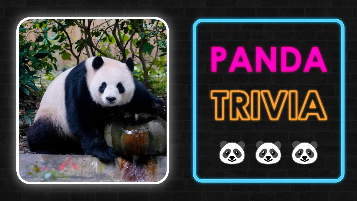 27 Questions About Pandas That Will Have You Smiling In No Time
