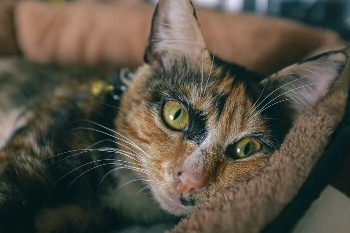 Things Cats Presented To Their Owners Very Proudly (30 Examples)