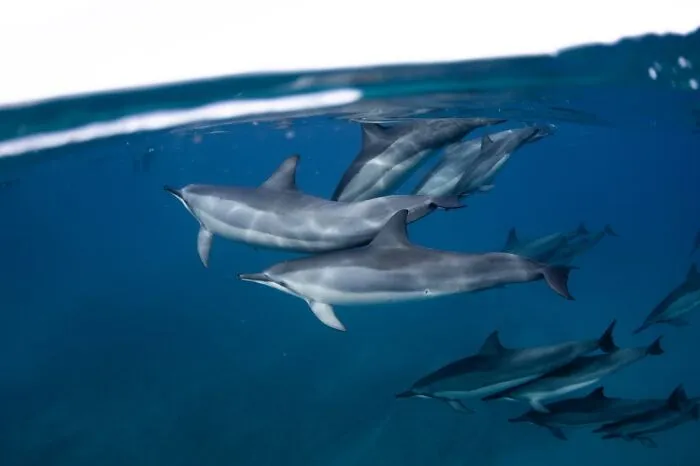 50 Weird Facts No One Really Asked For, But They’re Pretty Neat To Know (New Facts)