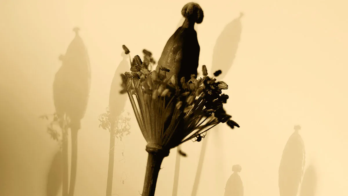 Dreamlike Photographs Of Poppies By Julie Wang (18 Pics)