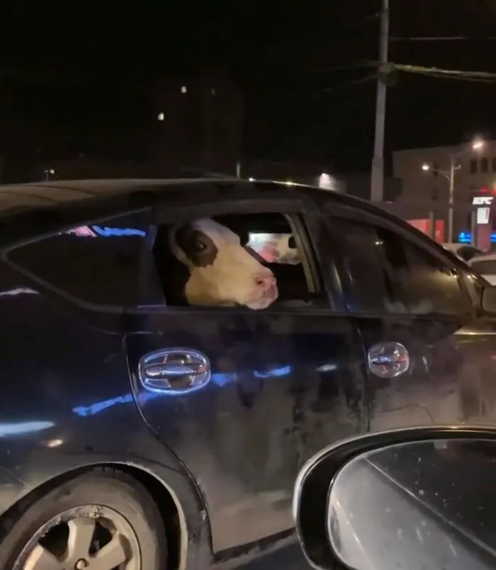 Una vaca asomada por la ventana de un coche durante la noche.