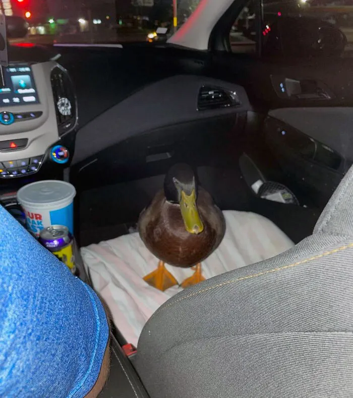 Un pato en el asiento trasero de un coche durante la noche.