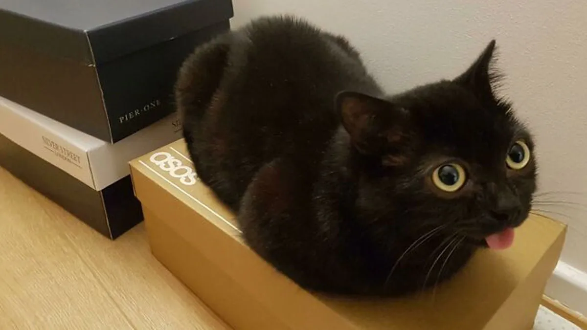 Online Community Is Dedicated To Sharing ‘Catloaf’ Pics, Here Are 30 Of The Cutest