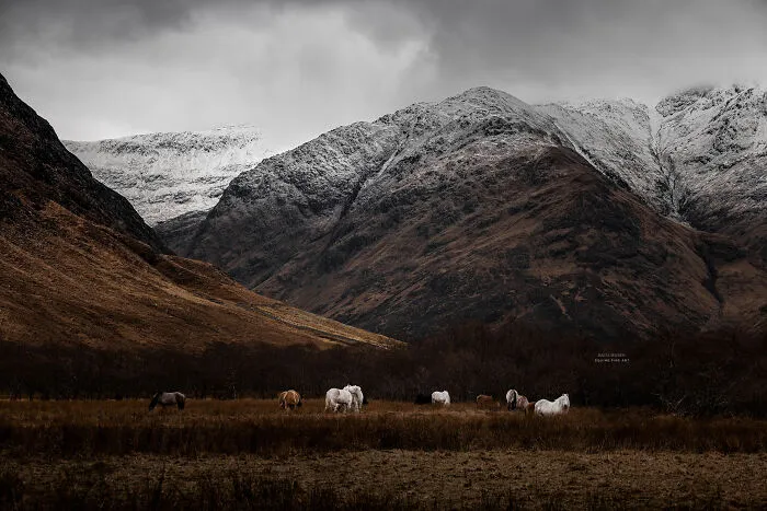 "Spirits Of The Highlands": My 22 Photos Of Ponies That I Took In Scotland