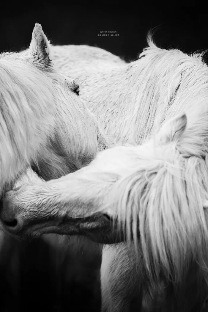 "Spirits Of The Highlands": My 22 Photos Of Ponies That I Took In Scotland