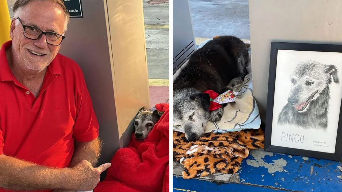 This Elderly Stray Dog Found A Safe Haven At A Gas Station Now The Whole Town Protects Him