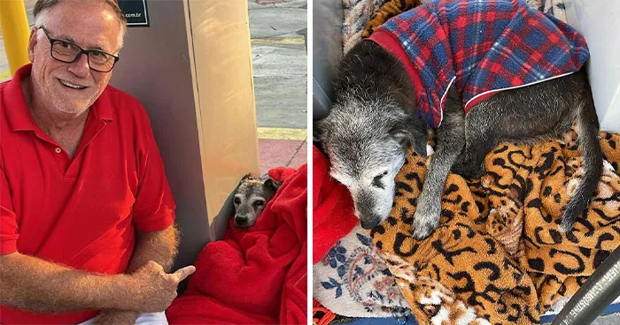 This Elderly Stray Dog Found A Safe Haven At A Gas Station Now The Whole Town Protects Him