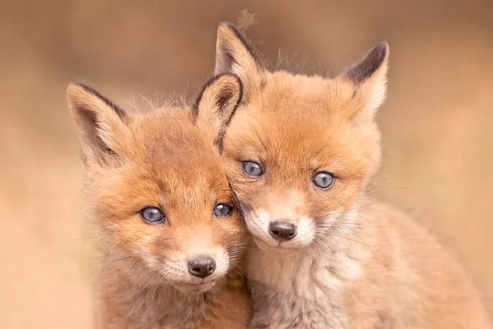 Our Community’s 50 Favorite Nature And Animal Photography Moments, Captured By Talented Photographers