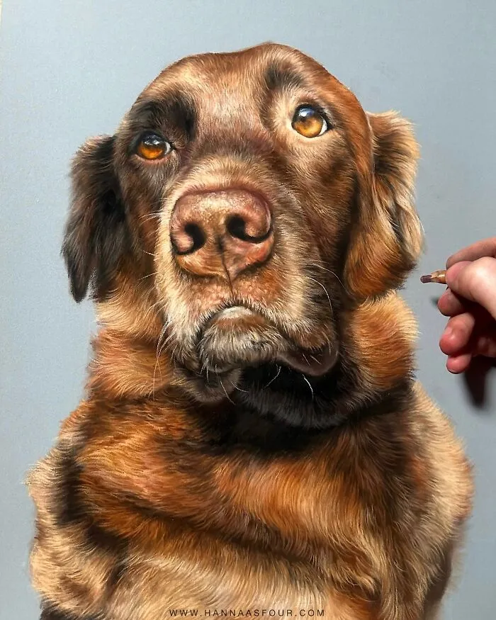 Hyperrealistic Pencil Drawings: 40 Animal Portraits Done By The Talented Hanna Asfour