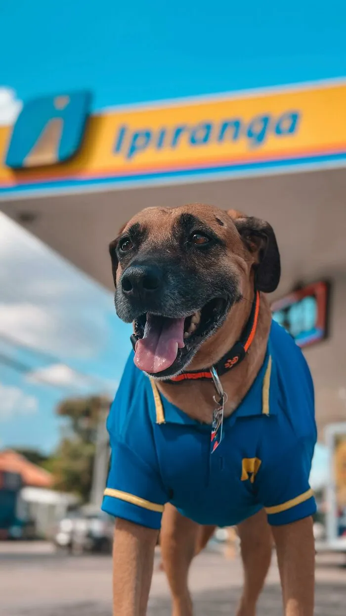 From Street Dog To Gas Station Star: The True Story Of Matuê, The Pup Who Won Over A City — And The Internet-Interview (24 Pics)