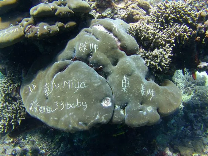 Tourists Engraved Their Names Into Corals