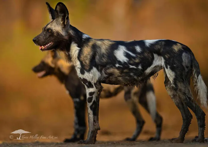 This Photographer Traveled Across The World And Captured These 30 Stunning Wildlife Moments