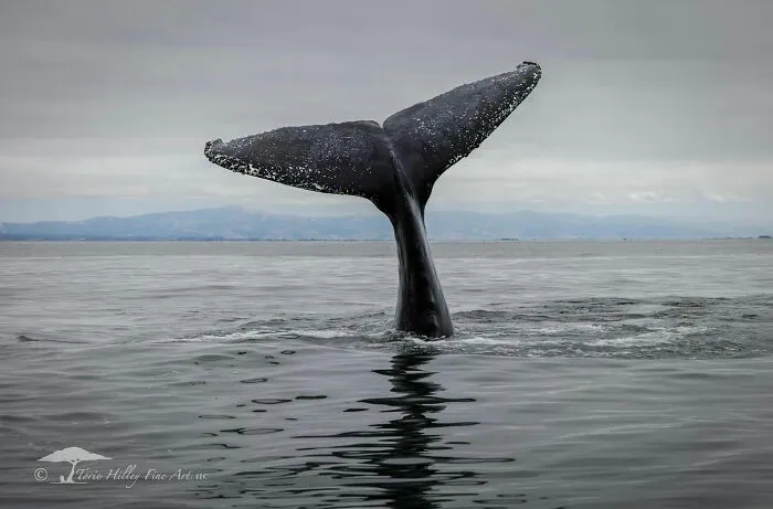 This Photographer Traveled Across The World And Captured These 30 Stunning Wildlife Moments