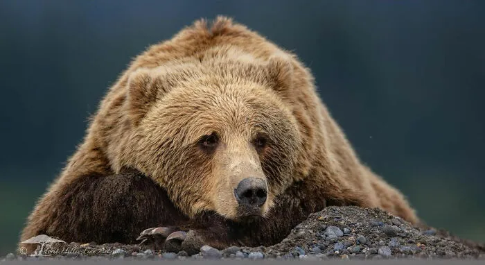 This Photographer Traveled Across The World And Captured These 30 Stunning Wildlife Moments