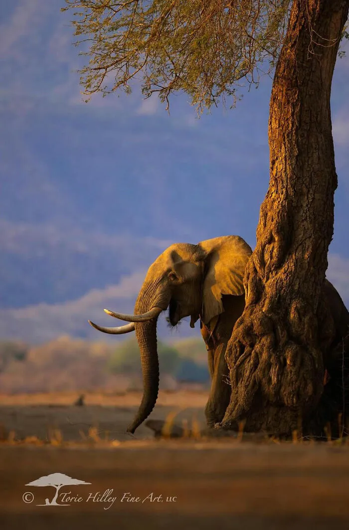 This Photographer Traveled Across The World And Captured These 30 Stunning Wildlife Moments