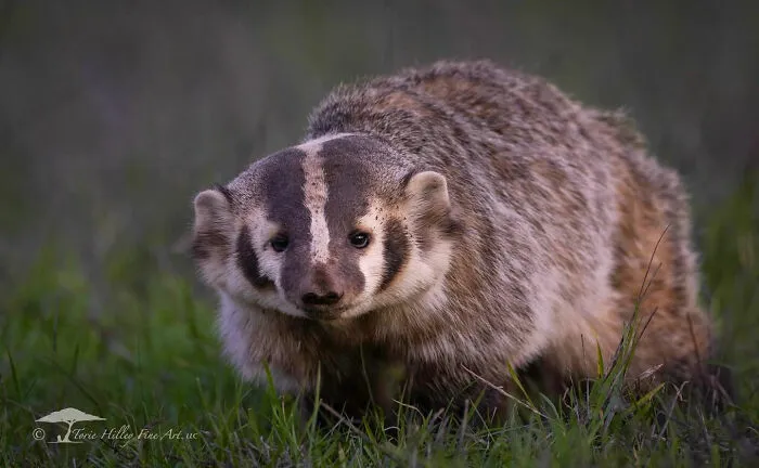 This Photographer Traveled Across The World And Captured These 30 Stunning Wildlife Moments