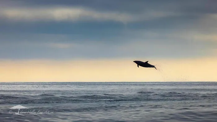 This Photographer Traveled Across The World And Captured These 30 Stunning Wildlife Moments