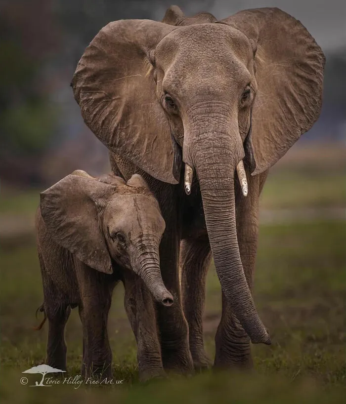 This Photographer Traveled Across The World And Captured These 30 Stunning Wildlife Moments