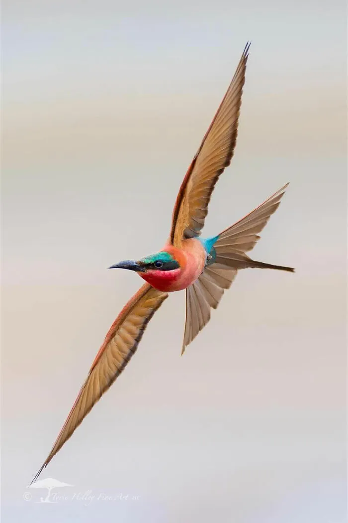 This Photographer Traveled Across The World And Captured These 30 Stunning Wildlife Moments