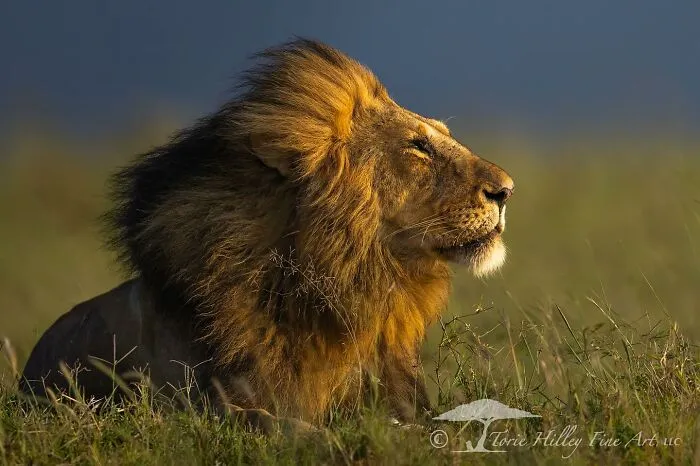 This Photographer Traveled Across The World And Captured These 30 Stunning Wildlife Moments