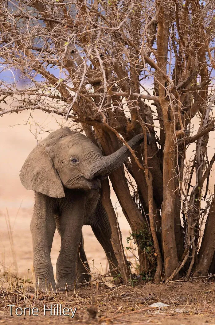 This Photographer Traveled Across The World And Captured These 30 Stunning Wildlife Moments