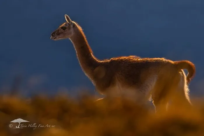 Wildlife beauty captured with a close-up of a guanaco, backlit by the sun against a blurred natural background.