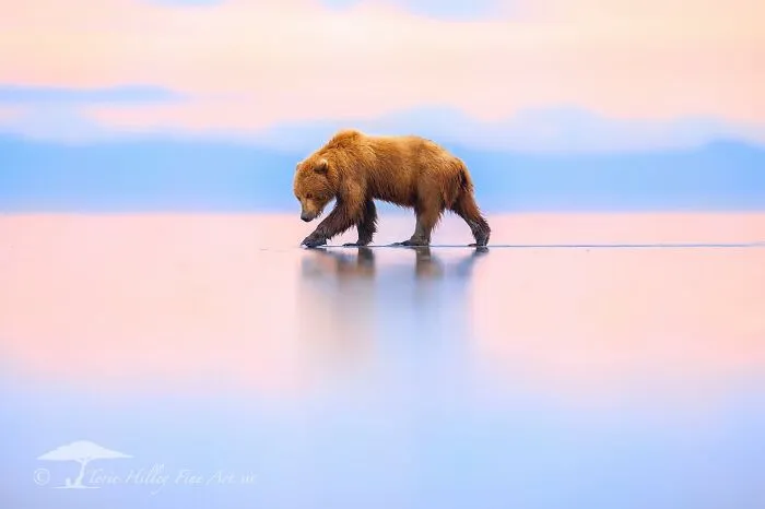 This Photographer Traveled Across The World And Captured These 30 Stunning Wildlife Moments
